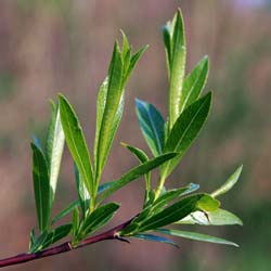 Salix daphnoides